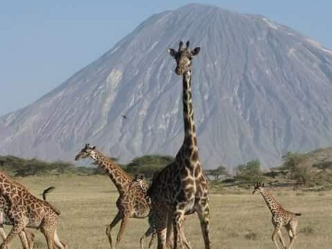 Kilimanjaro Climbing Via Machame Toure “ The Whisky Route”