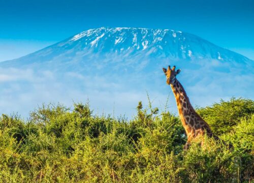 Kilimanjaro Lemosho Route