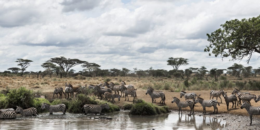 Herd of zebras resting by a river, Serengeti, Tanzania, Africa